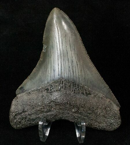 Megalodon Tooth - Serrated #16587